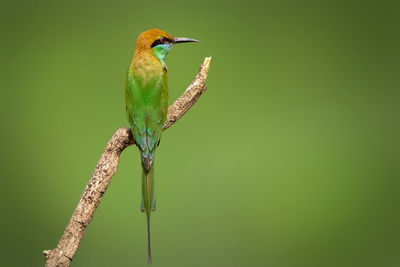 Image of green bee-eater bird on a tree branch on nature background. bird. animals.