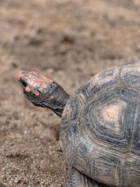 Close-up of a turtle on a field