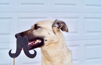 Close-up of a dog looking away