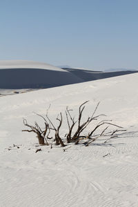 Dead tree poking through the gypsum sands dunes in white sands national park