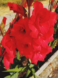 Close-up of red roses