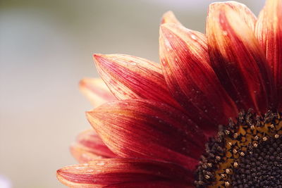 Close-up of flower against sky