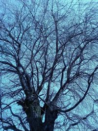 Low angle view of bare tree against blue sky