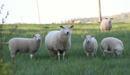 Sheep standing in a field