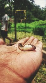 Close-up of man holding leaf