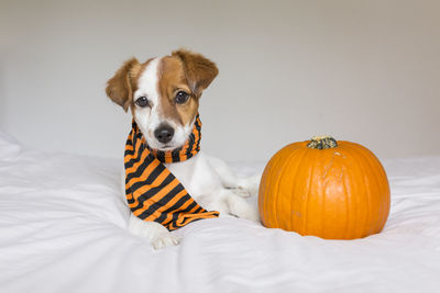 Portrait of dog with pumpkin on bed at home