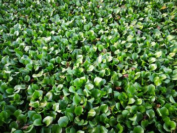 Full frame shot of plants growing on field