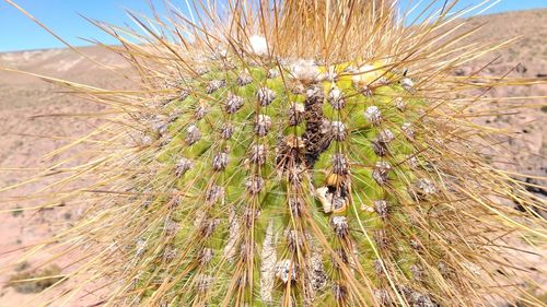 Close-up of cactus plant growing on field