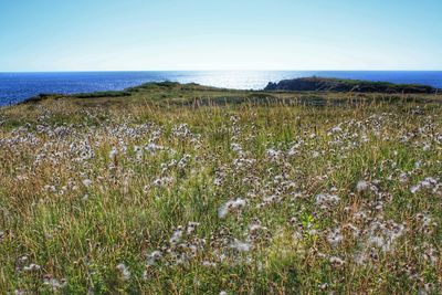 Scenic view of sea against clear sky