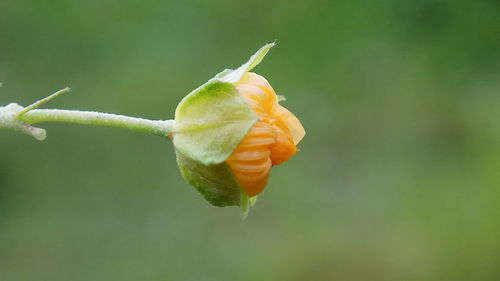 Close-up of orange flower on plant