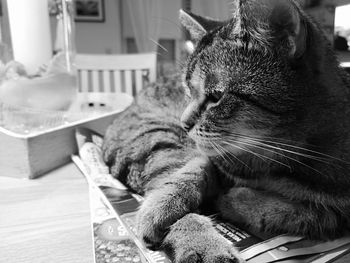 Close-up of a cat looking away at home