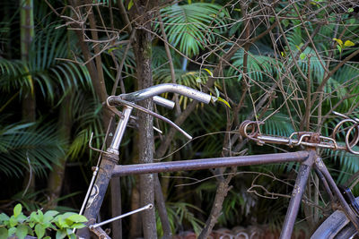 Close-up of bamboo plants on field