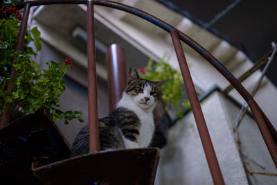 Portrait of cat sitting by potted plants
