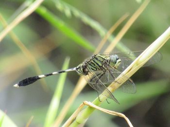 Close-up of damselfly on leaf