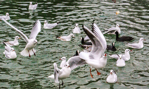 High angle view of swans and ducks swimming in lake