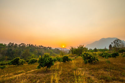 Scenic view of field against sky during sunset