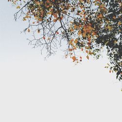 Low angle view of trees