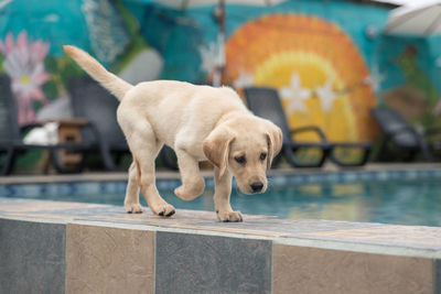 Dog on swimming pool