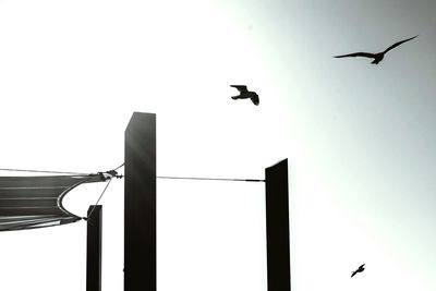 Low angle view of seagull flying against sky