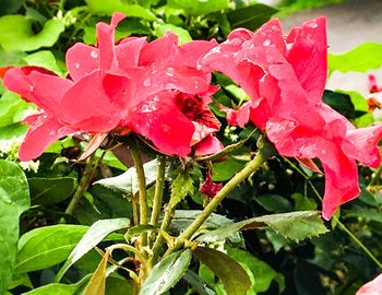 Close-up of pink flower