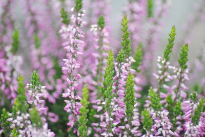 Close-up of lavender flowers on field