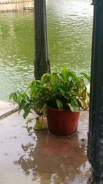 Close-up of potted plant by lake