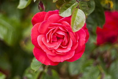 Close-up of red rose blooming outdoors