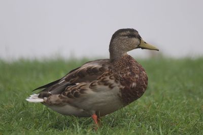 Close-up of a duck on field