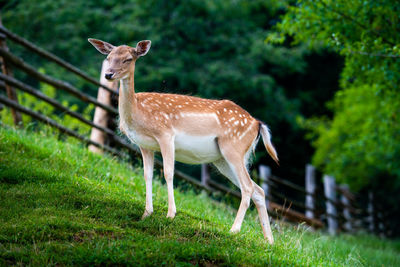 Deer standing in a field