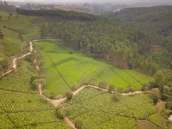 High angle view of agricultural field