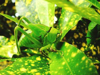 Close-up of insect on plant