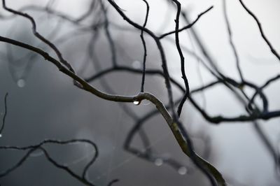 Low angle view of bare tree during winter
