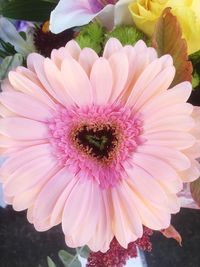 Close-up of pink flower blooming outdoors