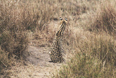 Cheetah in grass