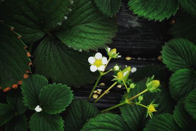 Close-up of flowers blooming outdoors