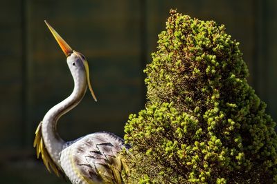 Close-up of gray heron