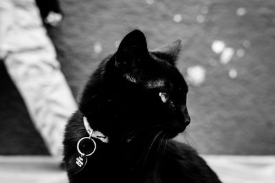 Close-up of cat looking away