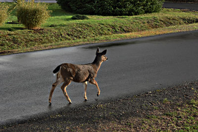 Dog on road