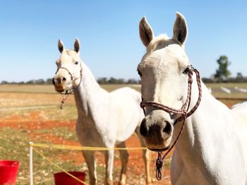 Horses in the field