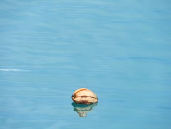 High angle view of shell on sea