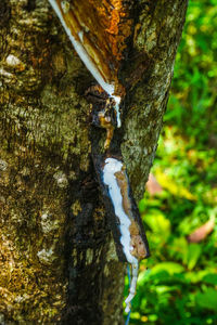 Close-up of insect on tree trunk