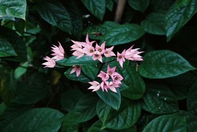 Close-up of pink flowering plant