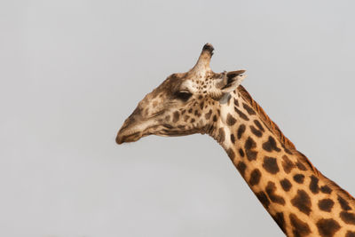 View of giraffe