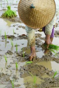 Farmer working on rice field