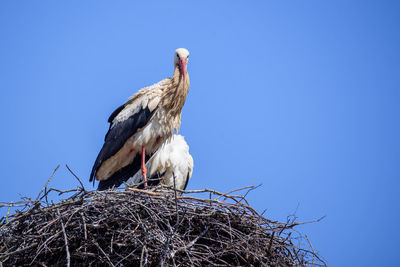 Low angle view of bird perching on nest against blue sky
