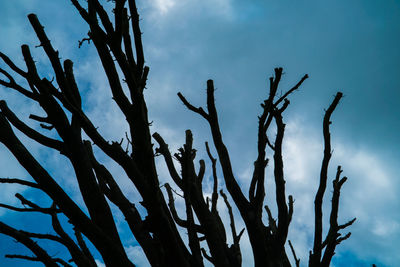 Low angle view of silhouette tree against sky