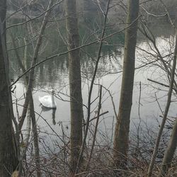 Bare trees in forest during winter