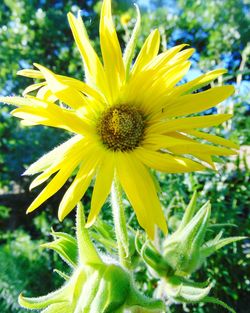 Close-up of yellow flower blooming outdoors