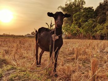 Portrait of horse on field against sunset sky