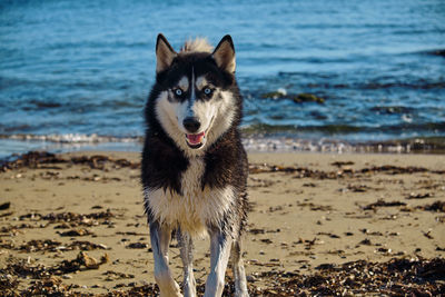 Portrait of dog on beach